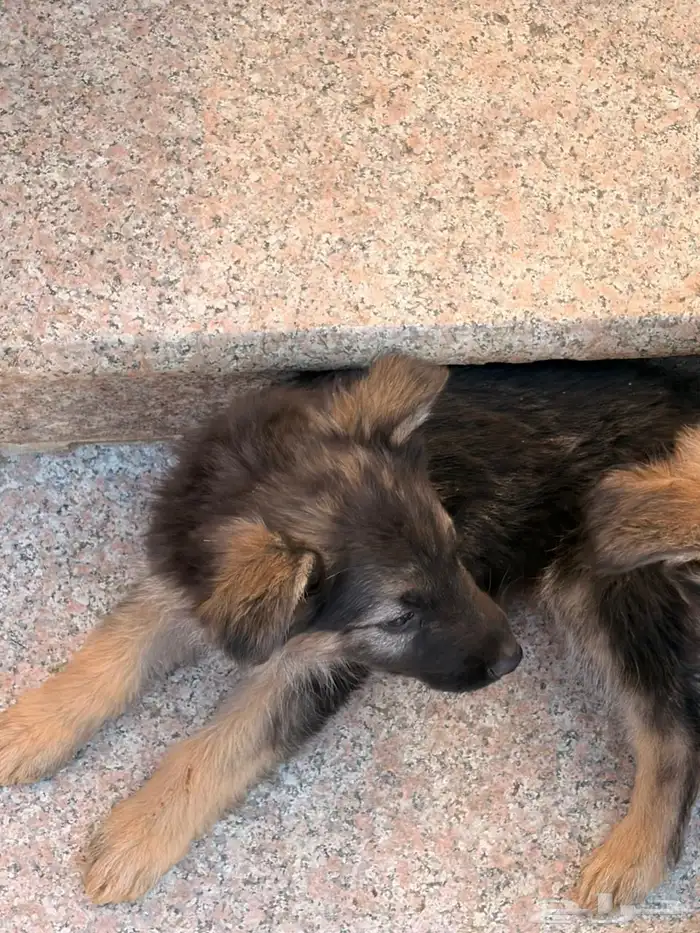 جراوه جيرمن شيبرد سيبل بيور 2