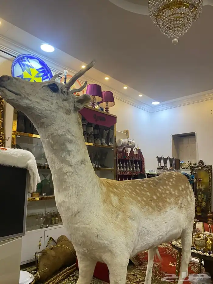 غزال تراثي محنط 7