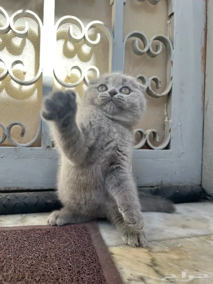 قطط سكوتش بلو 0