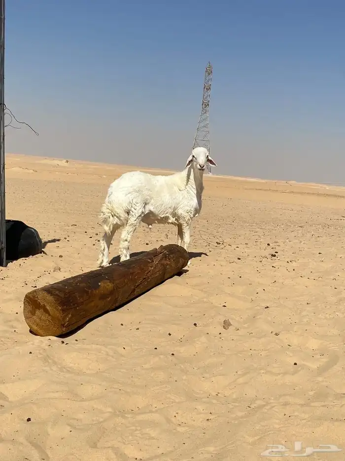 مشروع فحل صنف 1