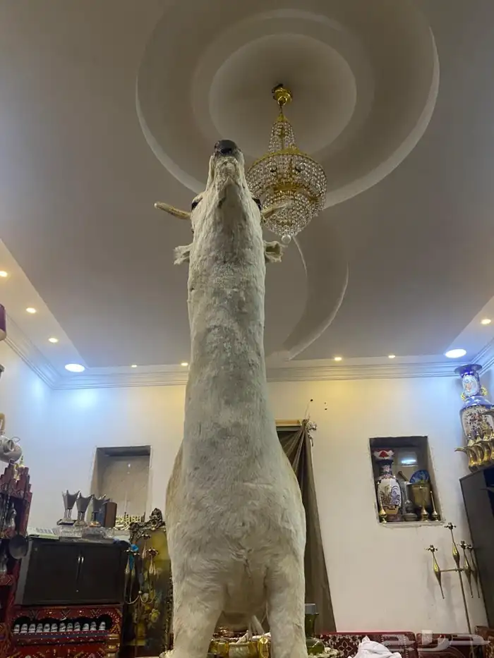 غزال تراثي محنط 6