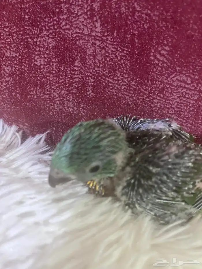 فرخ ببغاء لوري سكالي 1