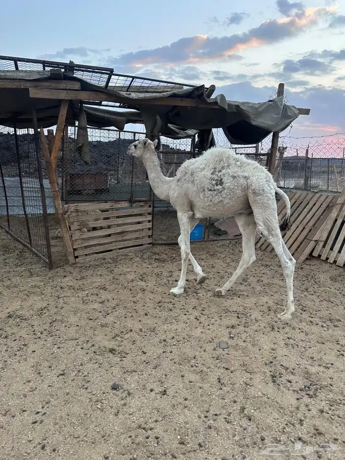 قعود تربيه 0