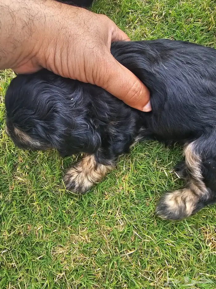 Lovely Puppies for Sale   with Trained Mom 7