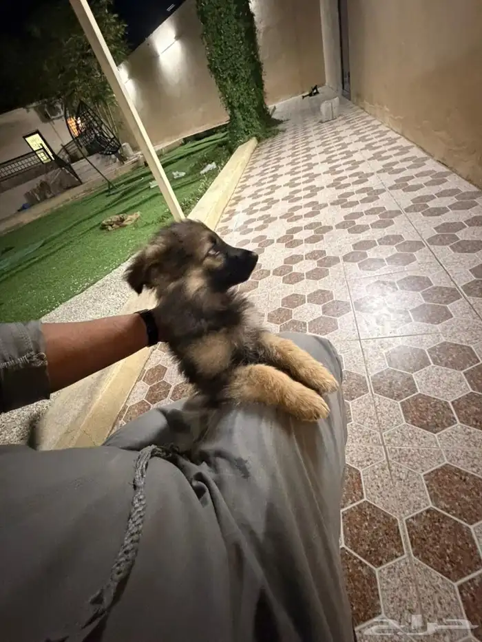 جراوه جيرمن شيبرد سيبل بيور 13