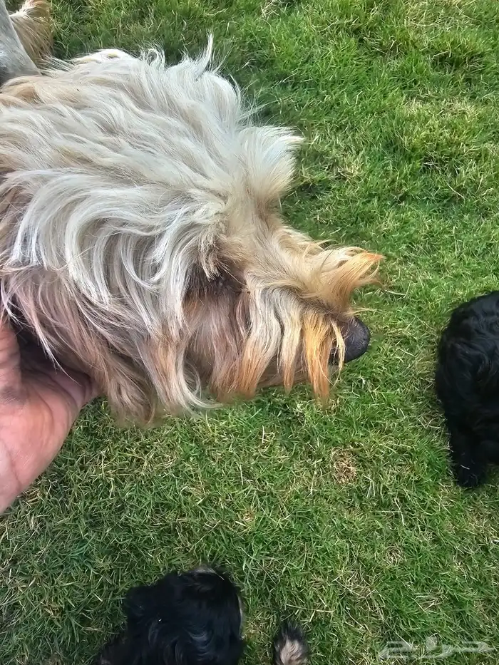 Lovely Puppies for Sale   with Trained Mom 6