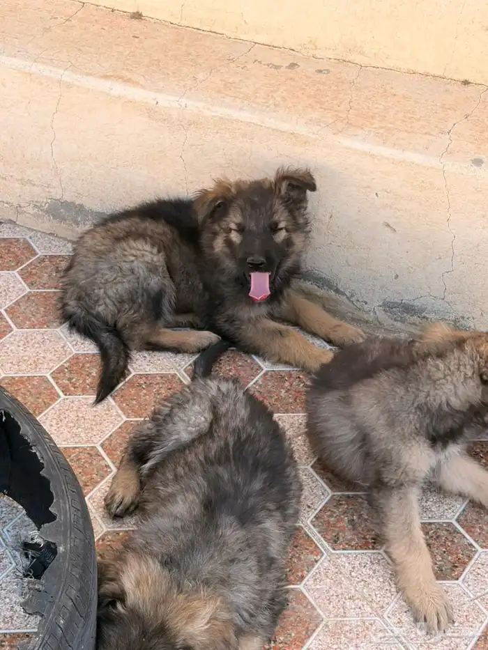 جراوه جيرمن شيبرد سيبل بيور 7