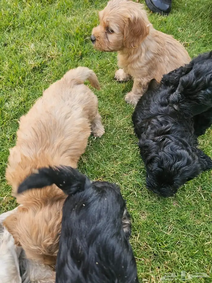 Lovely Puppies for Sale   with Trained Mom 5