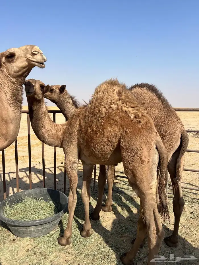 قعود فالسعيره 2