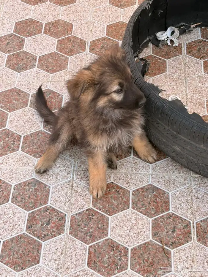 جراوه جيرمن شيبرد سيبل بيور 4