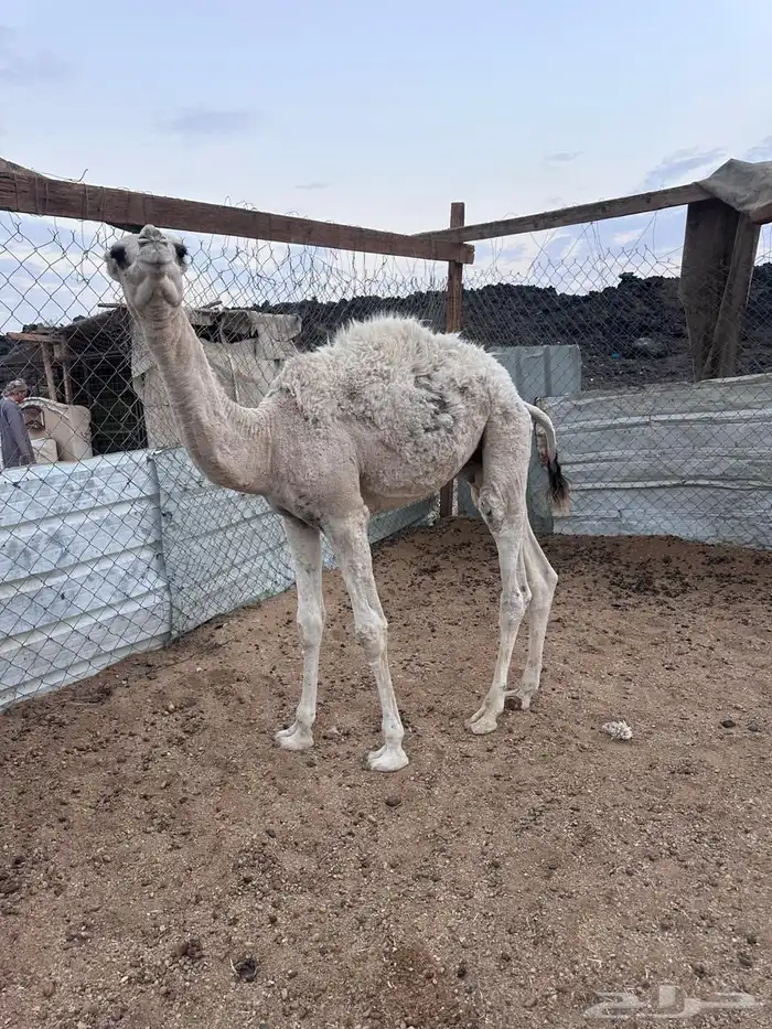 قعود تربيه 2