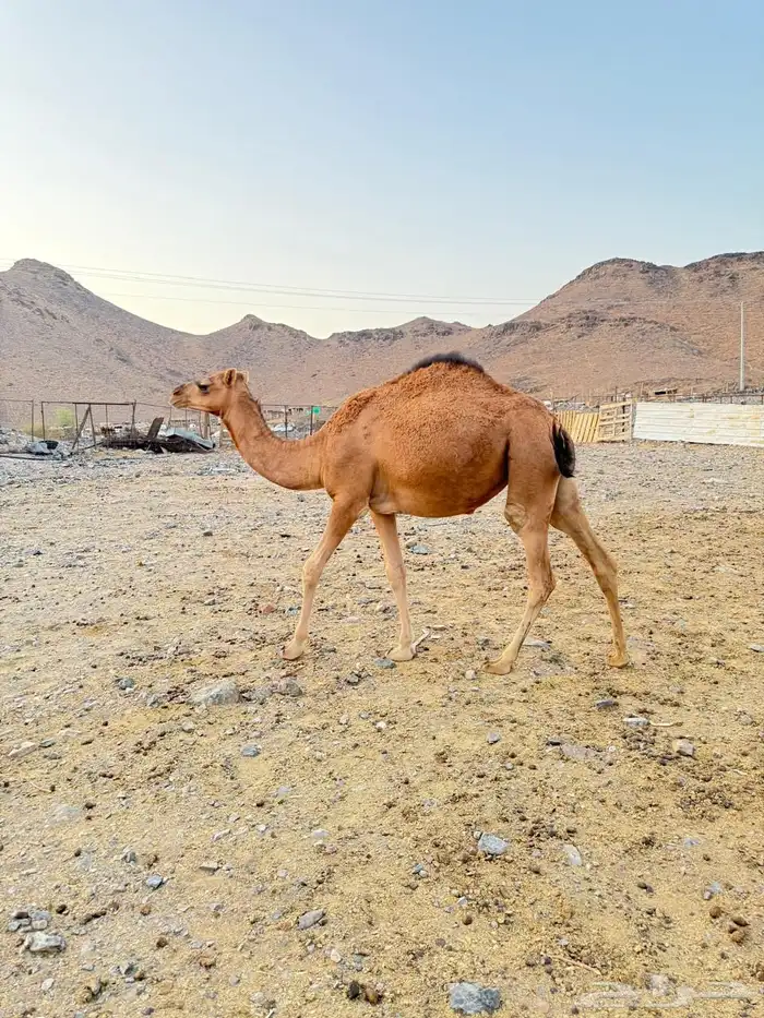 بكرتين للبيع 6