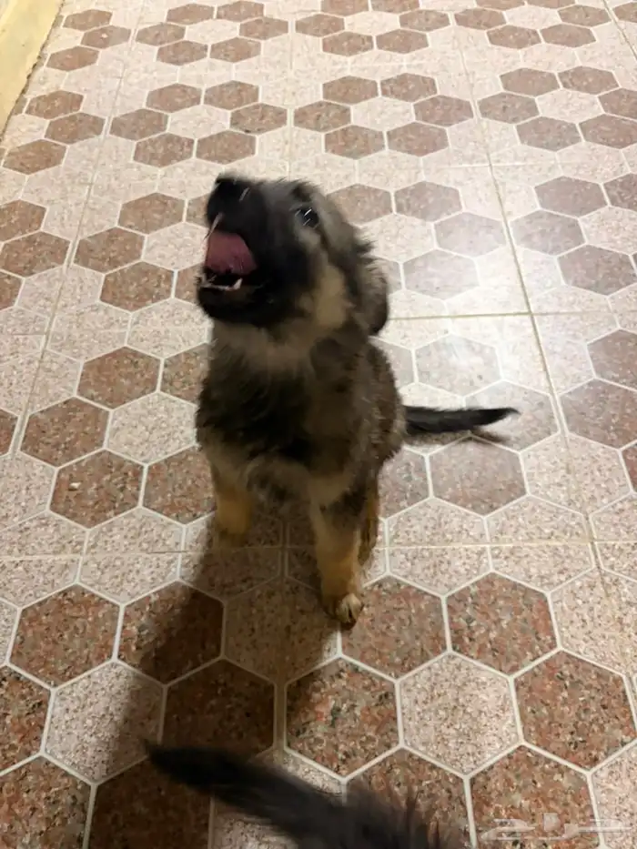 جراوه جيرمن شيبرد سيبل بيور 12