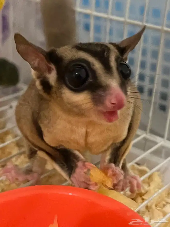 السنجاب الطائر Sugar Glider ذكر Male 2