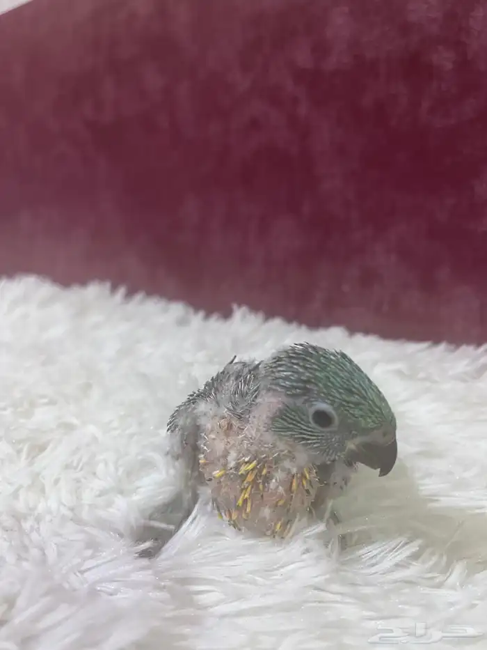 فرخ ببغاء لوري سكالي 3