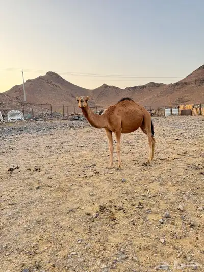 بكرتين للبيع index