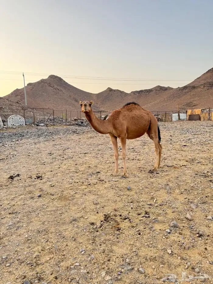 بكرتين للبيع 5