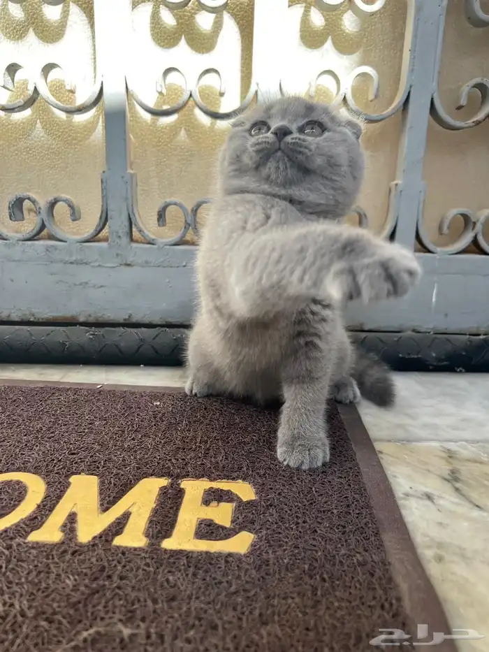 قطط سكوتش بلو 1