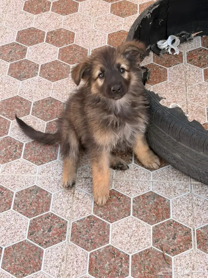 جراوه جيرمن شيبرد سيبل بيور 8