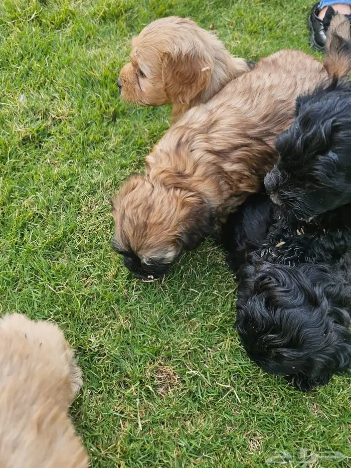 Lovely Puppies for Sale   with Trained Mom 3