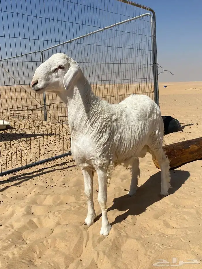 مشروع فحل صنف 0