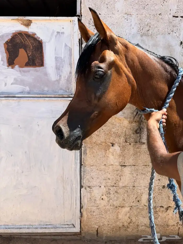 فرس شخيه بنت مستر ايمج 3