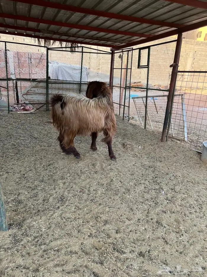 فحل سوري. والثاني سوري مصري للبيع 5