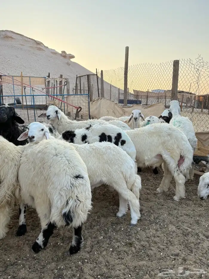 ذبايح حري. تربيه 0