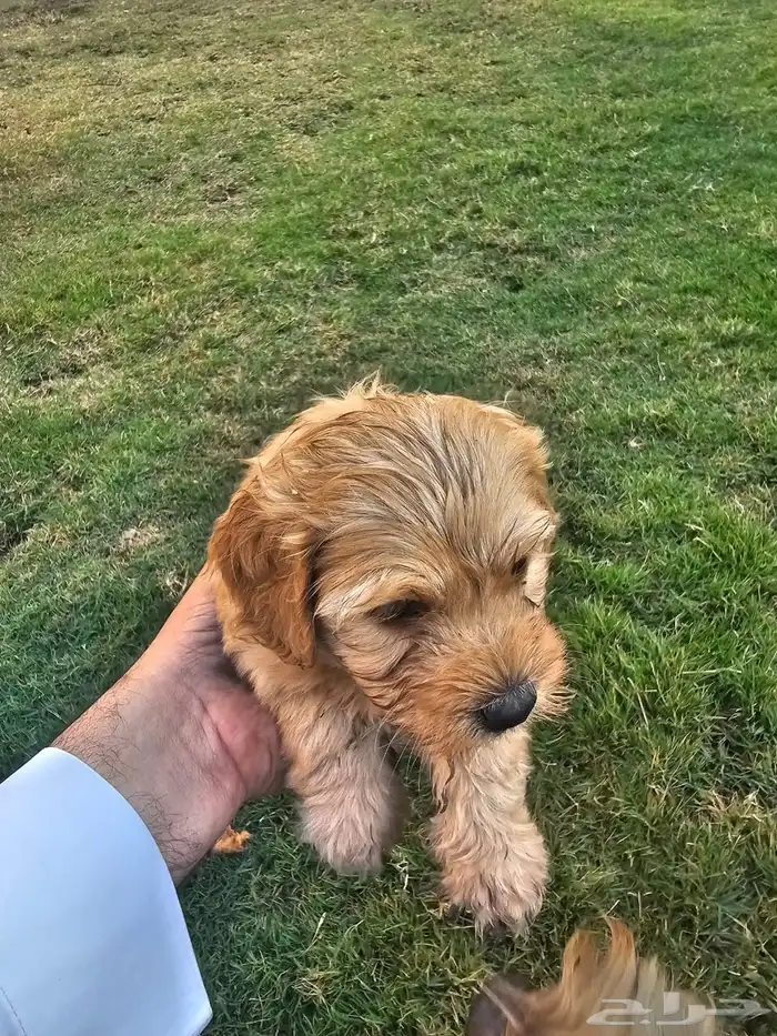 Lovely Puppies for Sale   with Trained Mom 2