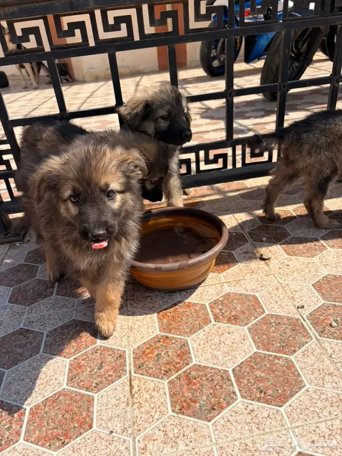 جراوه جيرمن شيبرد سيبل بيور 0