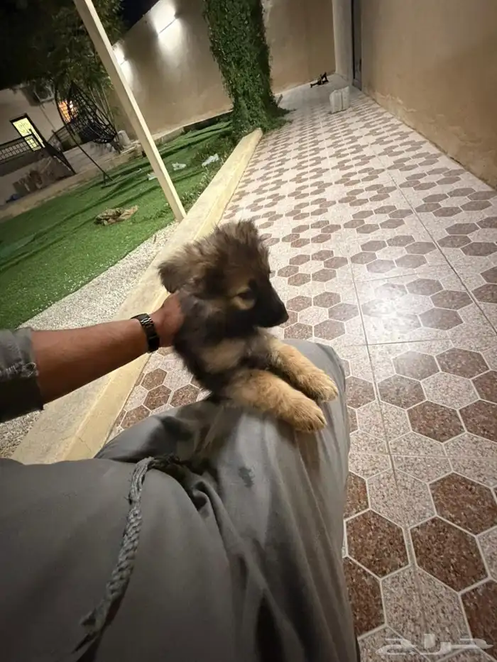 جراوه جيرمن شيبرد سيبل بيور 11