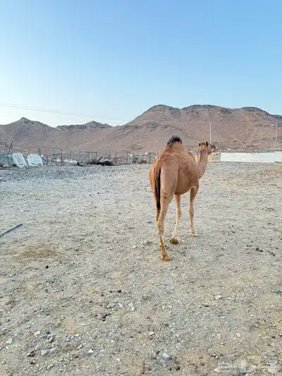 بكرتين للبيع index