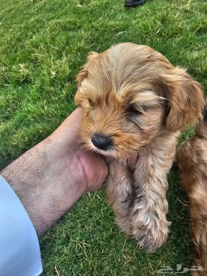 Lovely Puppies for Sale   with Trained Mom 0