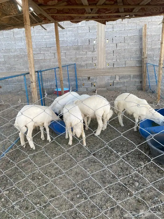 طليان ورخال وتيوس هرفي وطليان جبره 2