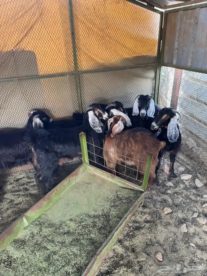 السلام عليكم ورحمة الله وبركاته 1