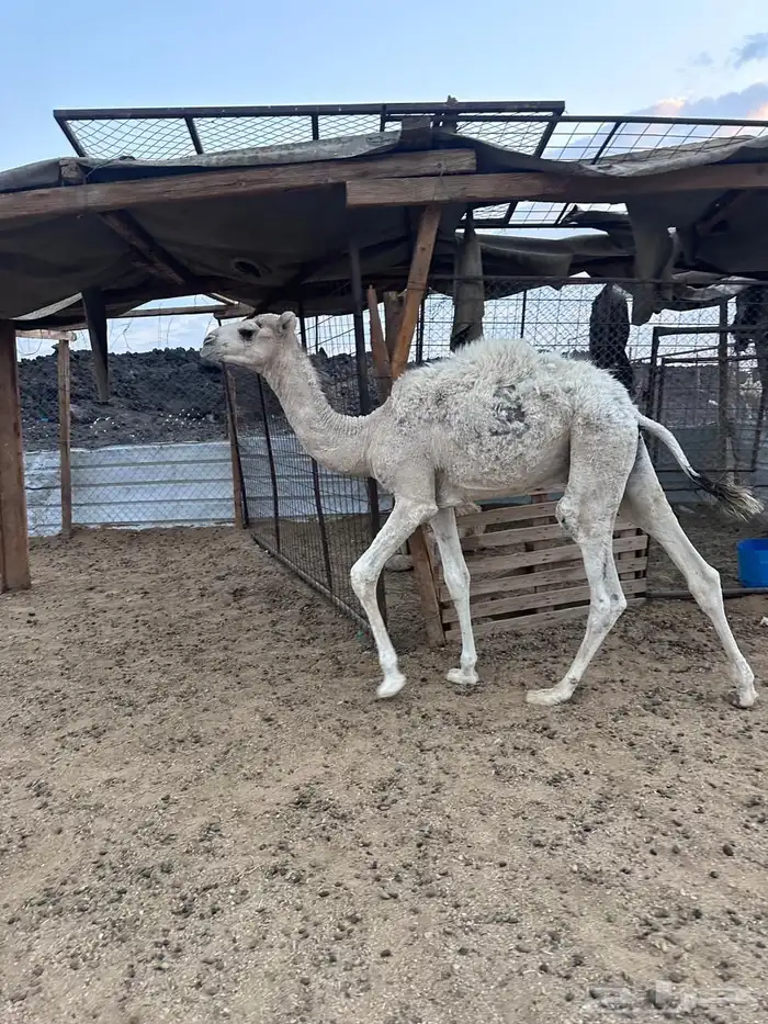 قعود تربيه 1