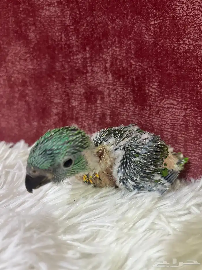 فرخ ببغاء لوري سكالي 6