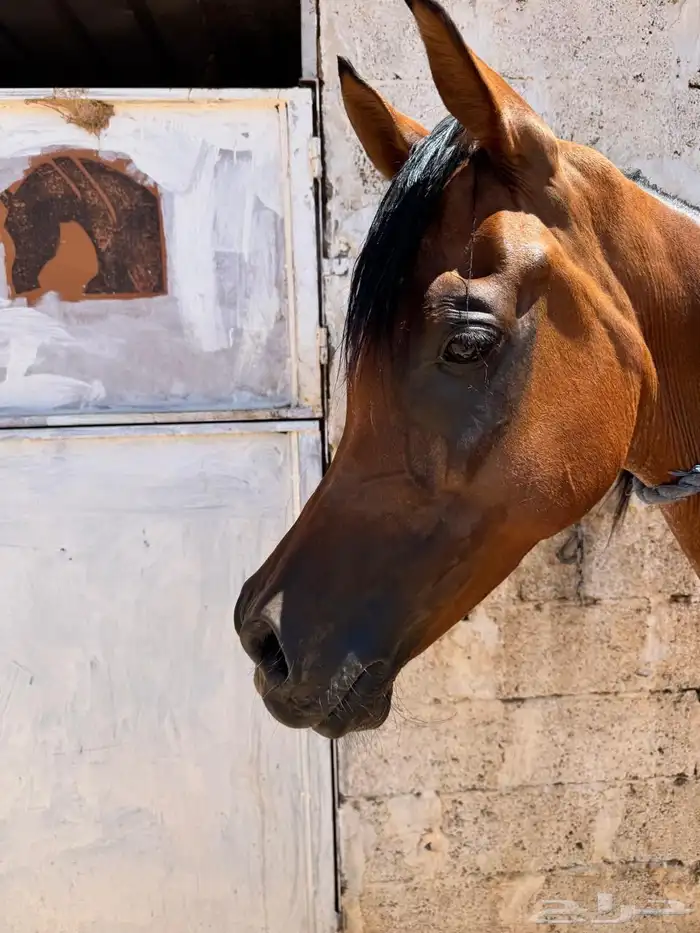 فرس شخيه بنت مستر ايمج 2