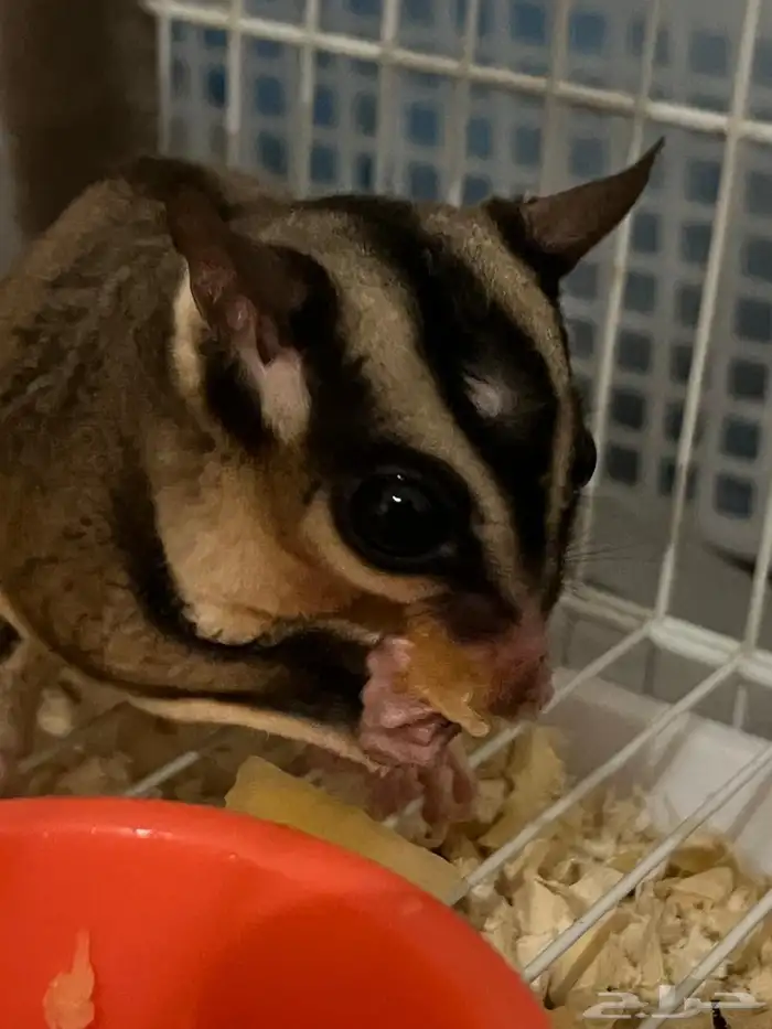 السنجاب الطائر Sugar Glider ذكر Male 1