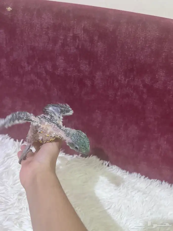 فرخ ببغاء لوري سكالي 0