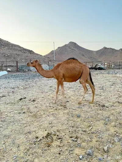 بكرتين للبيع index