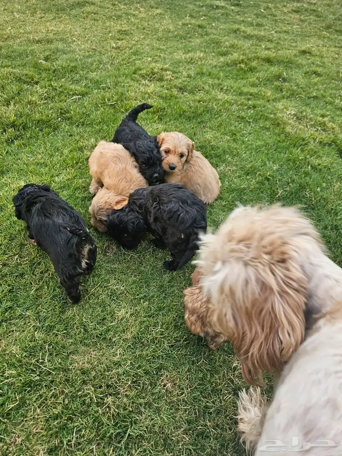 Lovely Puppies for Sale   with Trained Mom 4