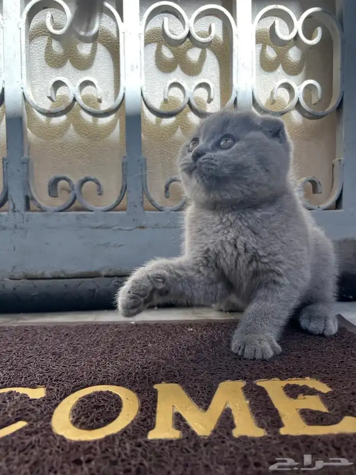 قطط سكوتش بلو 3