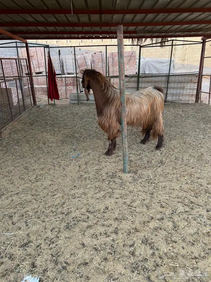 فحل سوري. والثاني سوري مصري للبيع 6