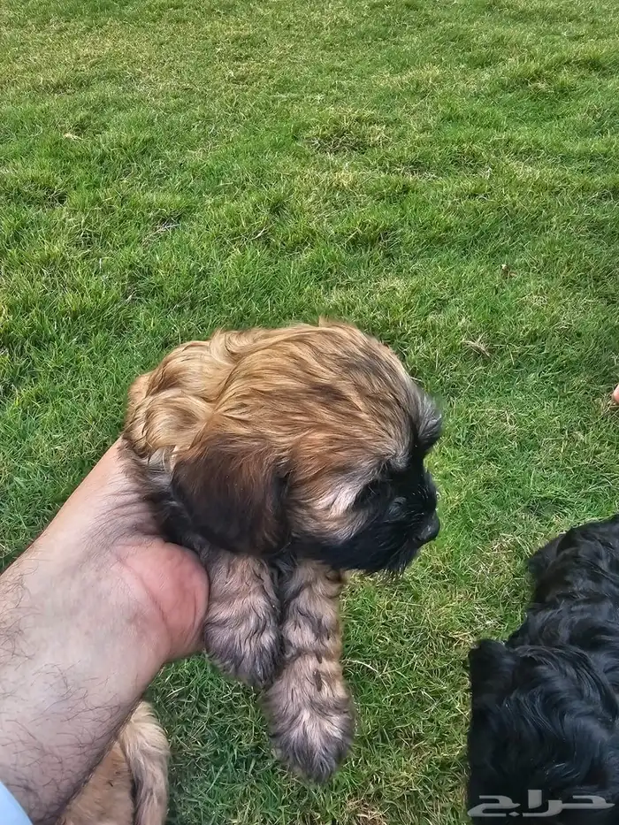 Lovely Puppies for Sale   with Trained Mom 1