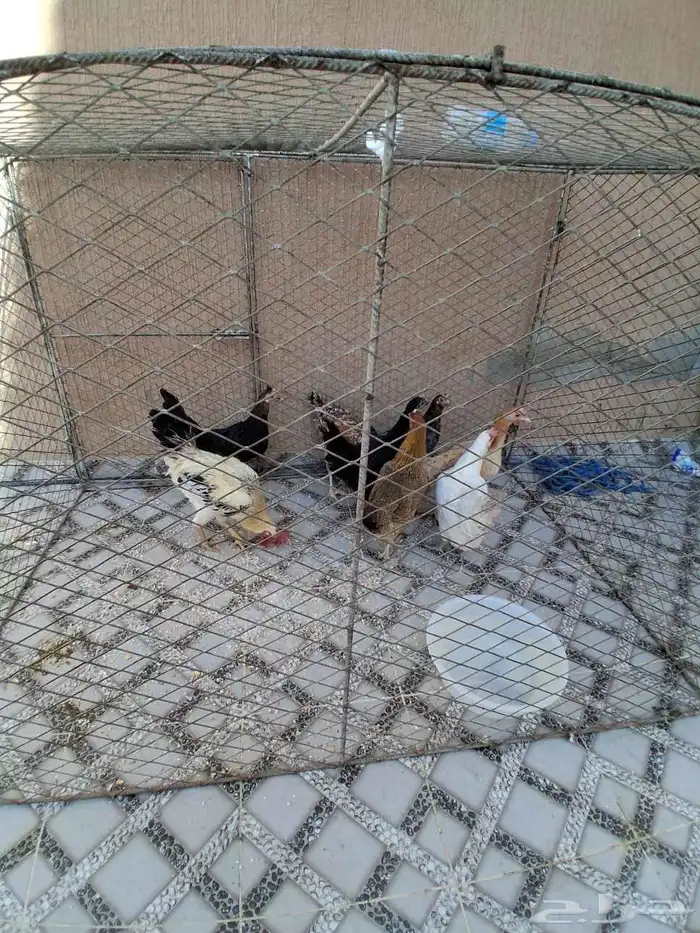 دجاج للبيع 2