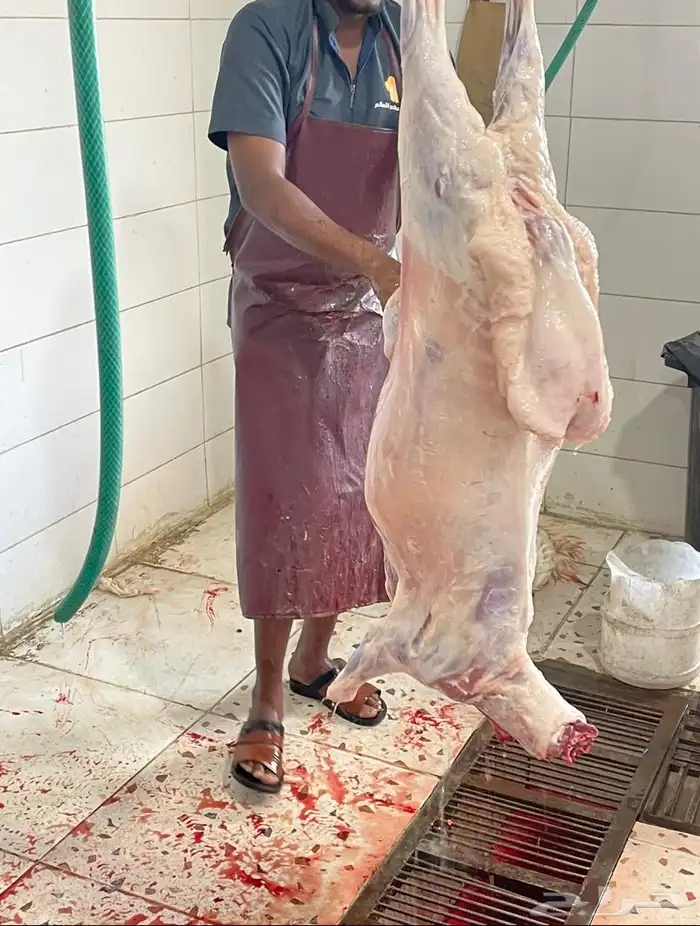 ذبائح طليان سواكن ورفيديات تربيه وحريات رقم واحد 19