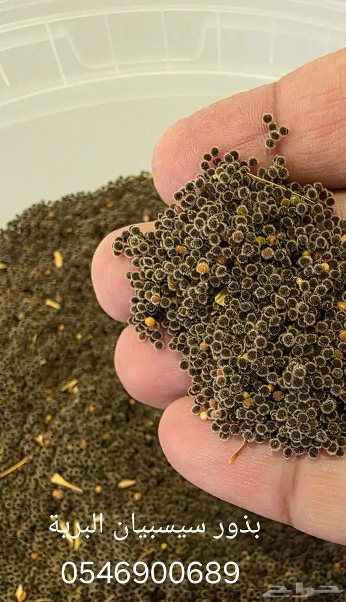 بذور اشجار برية البيع بالكيلو 7