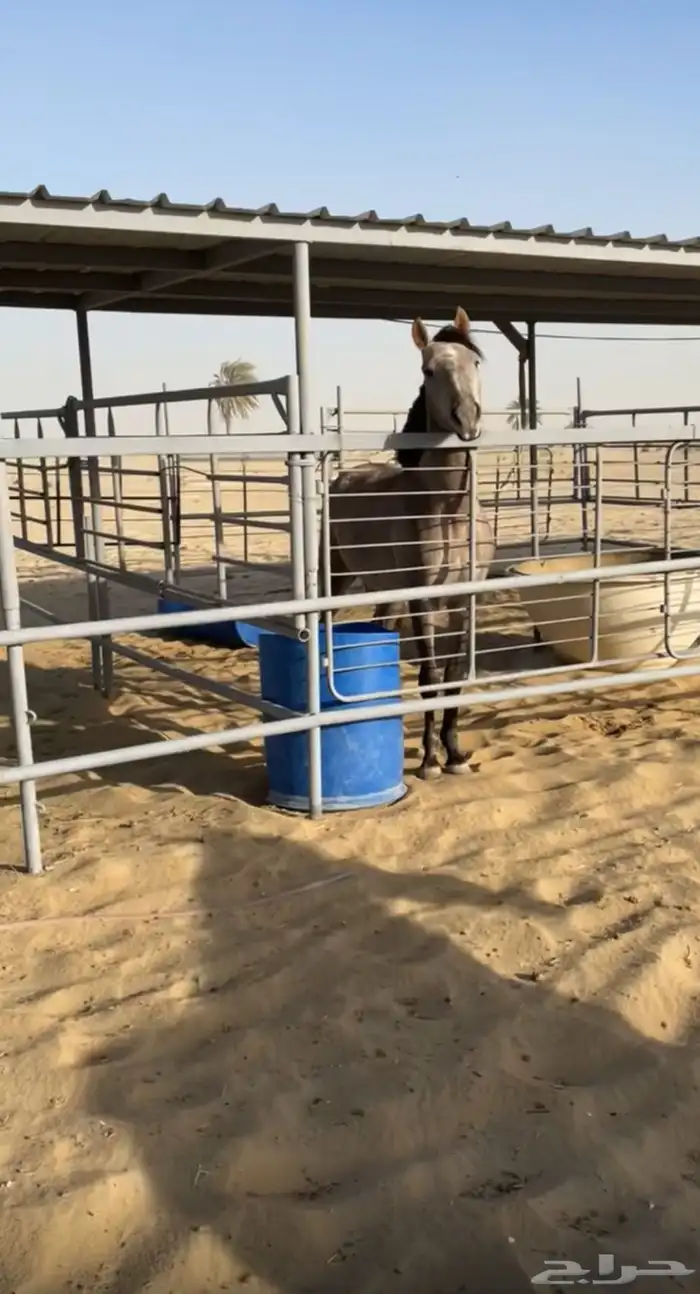 حصان جزيري 0