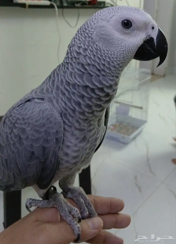 بغبغاء كاسكو محجل للبيع 6